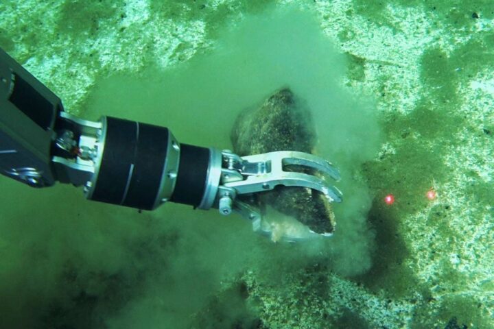 Découverte du plus grand cimetière de baleines au fond de l'océan Indien