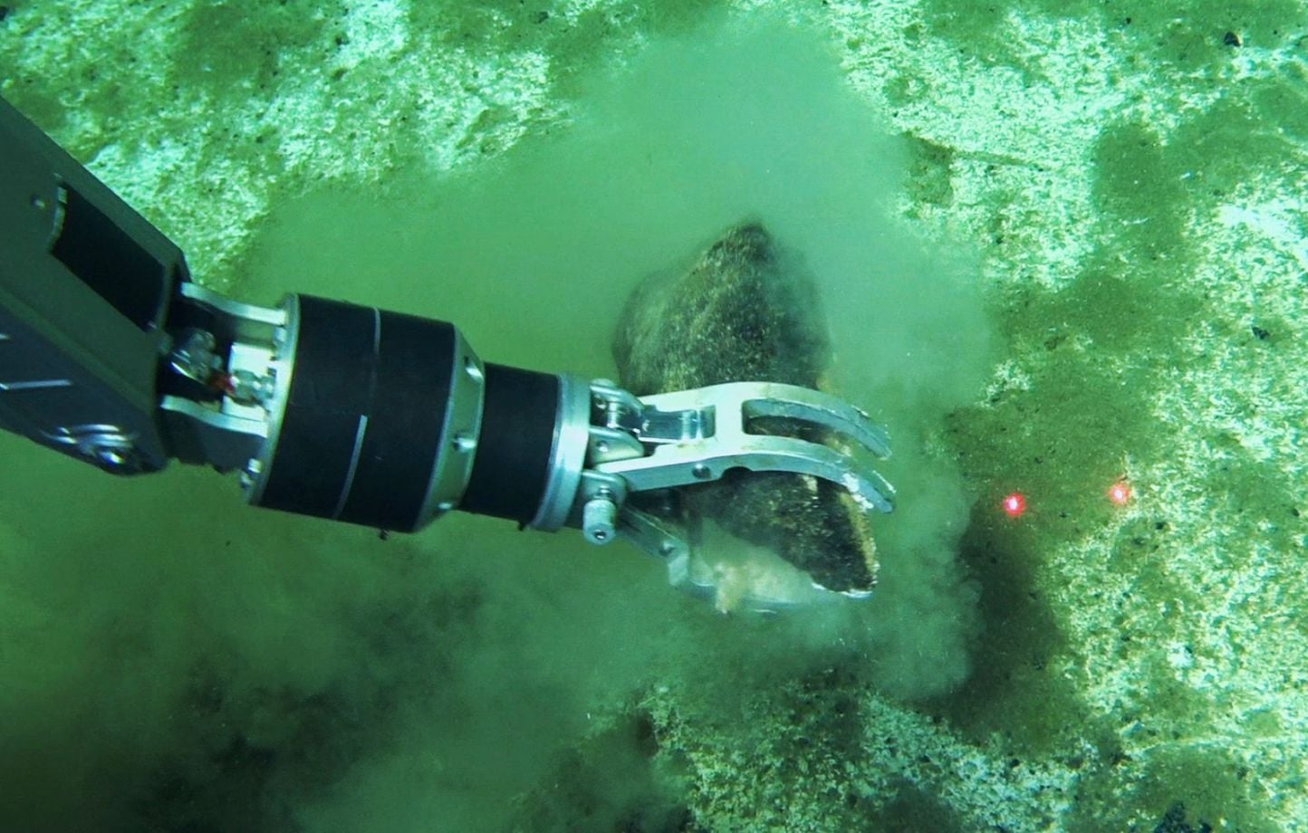 Découverte du plus grand cimetière de baleines au fond de l'océan Indien