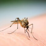 Des recherches indiquent que les moustiques peuvent s'adapter aux répulsifs comme le DEET
