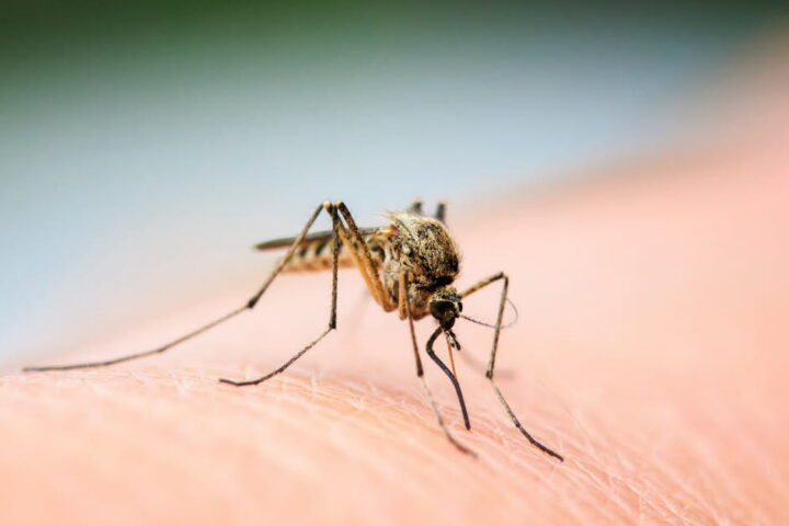 Des recherches indiquent que les moustiques peuvent s'adapter aux répulsifs comme le DEET