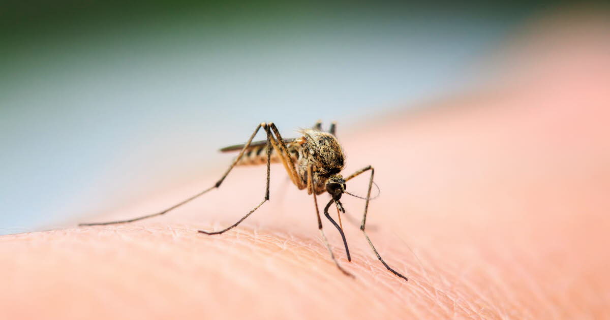 Des recherches indiquent que les moustiques peuvent s'adapter aux répulsifs comme le DEET