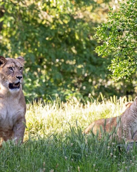 Deux lionnes nées au Parc zoologique de Paris font leurs débuts devant les visiteurs