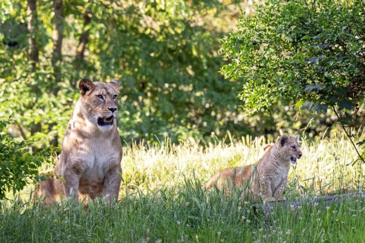 Deux lionnes nées au Parc zoologique de Paris font leurs débuts devant les visiteurs