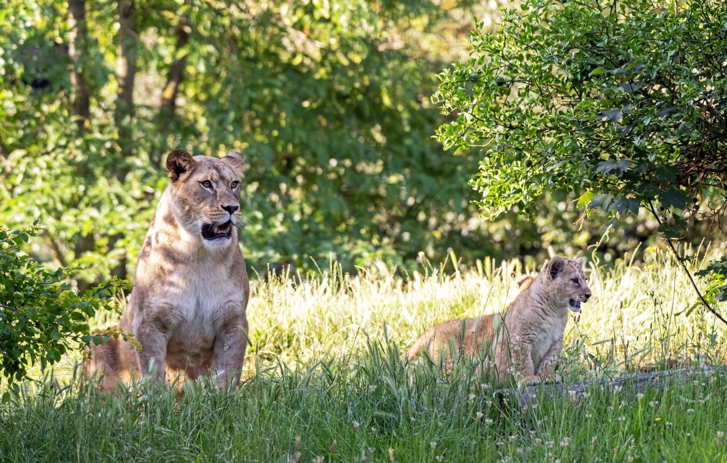 Deux lionnes nées au Parc zoologique de Paris font leurs débuts devant les visiteurs