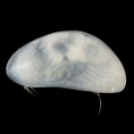 Identification d'une nouvelle espèce de crustacé en Haute Corrèze par la Sepanso
