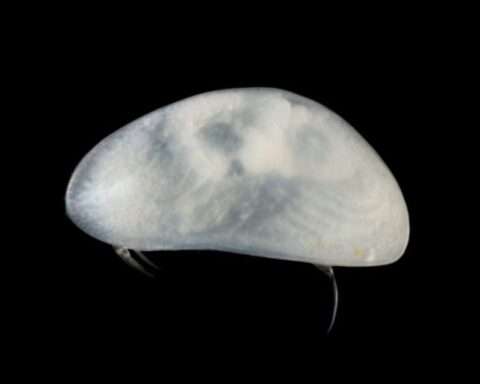 Identification d'une nouvelle espèce de crustacé en Haute Corrèze par la Sepanso