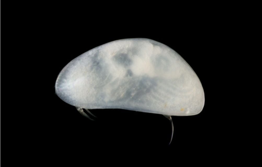 Identification d'une nouvelle espèce de crustacé en Haute Corrèze par la Sepanso