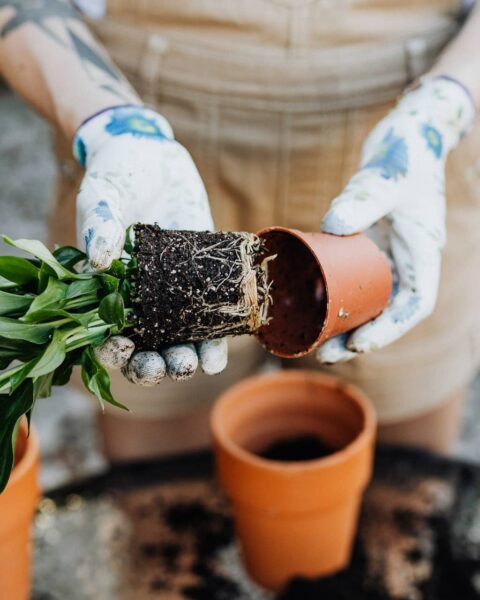 Jardinage : 39 % des Français adoptent la tendance urbaine du jardinage en milieu citadin