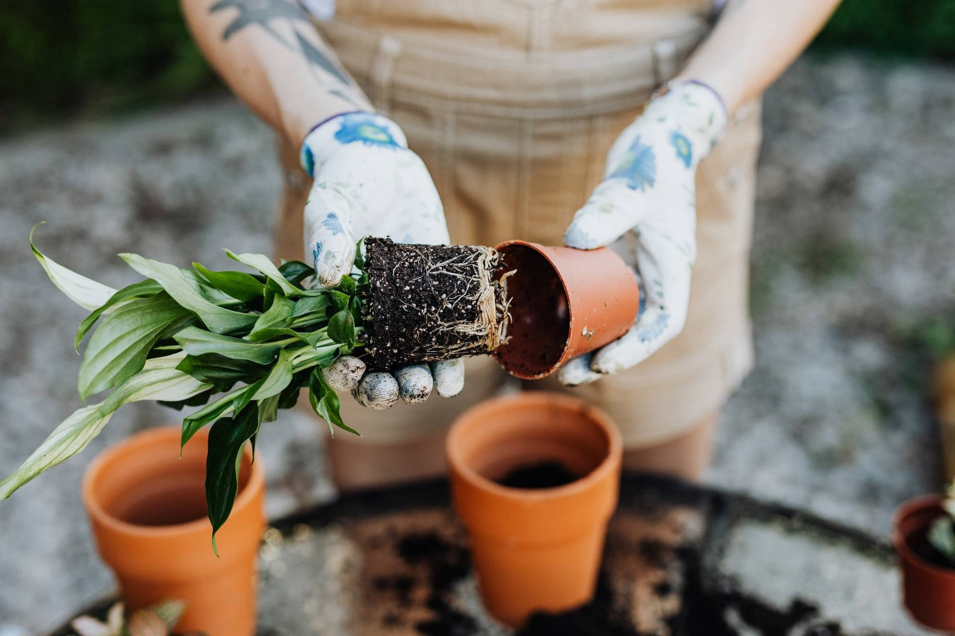 Jardinage : 39 % des Français adoptent la tendance urbaine du jardinage en milieu citadin