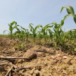 La Bretagne face aux tensions : un vote sur l'interdiction des pesticides suspendu pour discussions supplémentaires