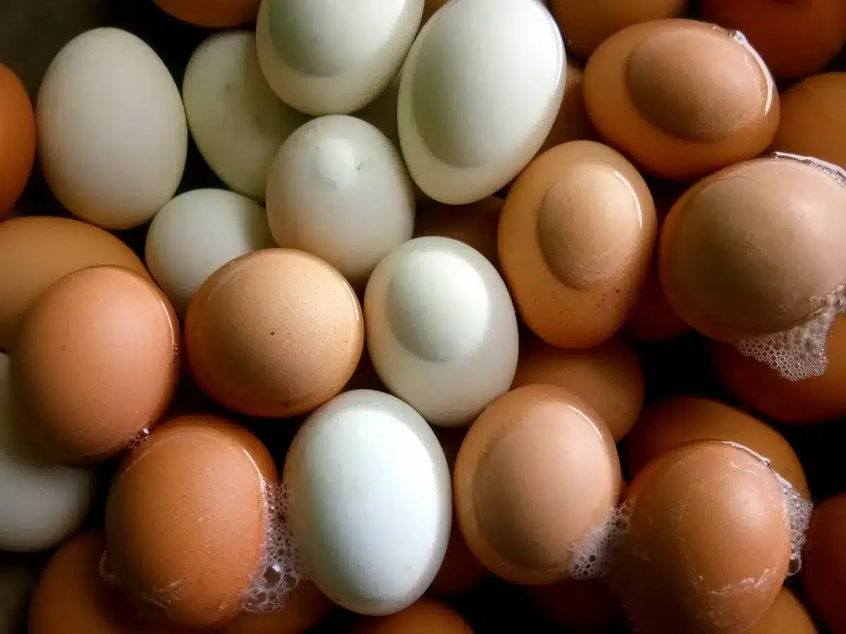La couleur de la coquille d'œuf est déterminée par un seul facteur lié à la poule, bien que cela soit méconnu de nombreux consommateurs.