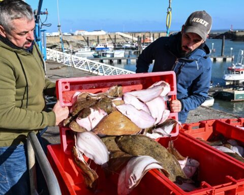 La justice française exige un plan d'actions pour protéger les cétacés dans le golfe de Gascogne