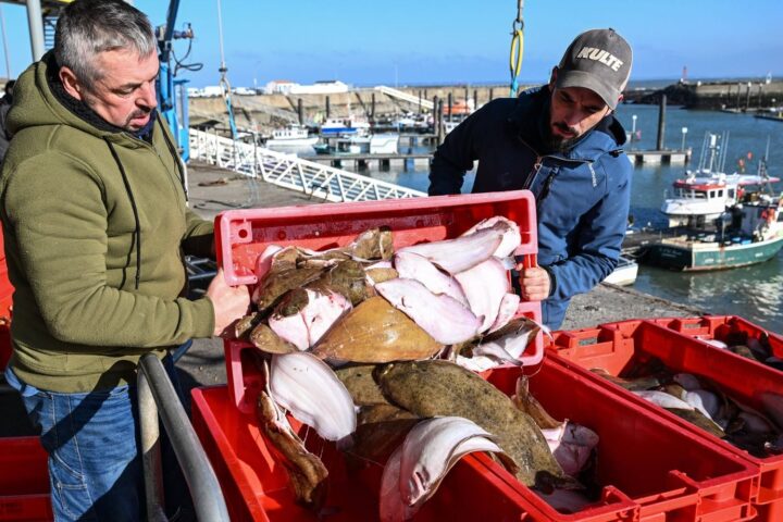 La justice française exige un plan d'actions pour protéger les cétacés dans le golfe de Gascogne