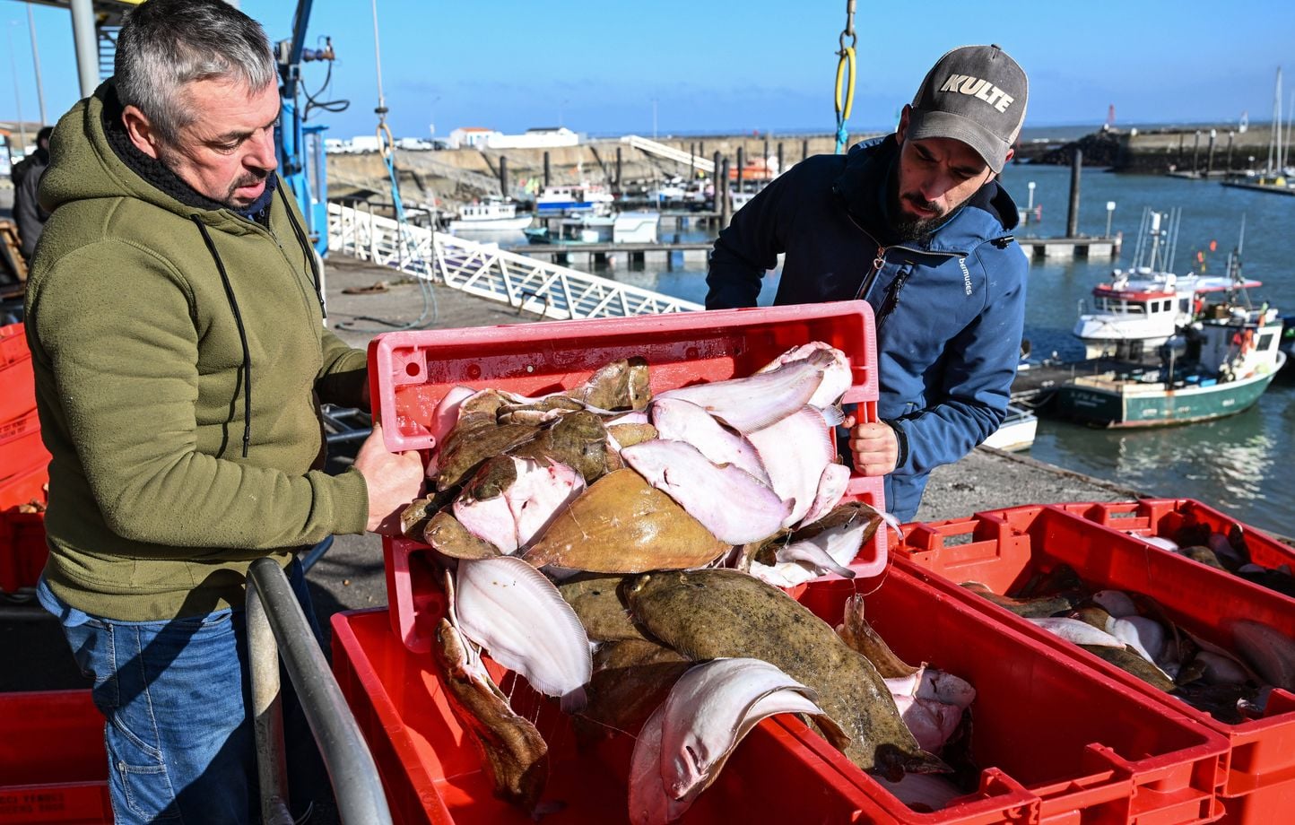 La justice française exige un plan d'actions pour protéger les cétacés dans le golfe de Gascogne