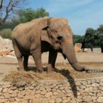 Le choc de l'expérimentation sur un éléphant sous LSD au zoo d'Oklahoma en 1962