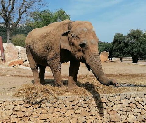 Le choc de l'expérimentation sur un éléphant sous LSD au zoo d'Oklahoma en 1962