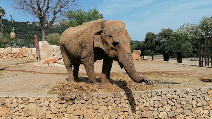 Le choc de l'expérimentation sur un éléphant sous LSD au zoo d'Oklahoma en 1962