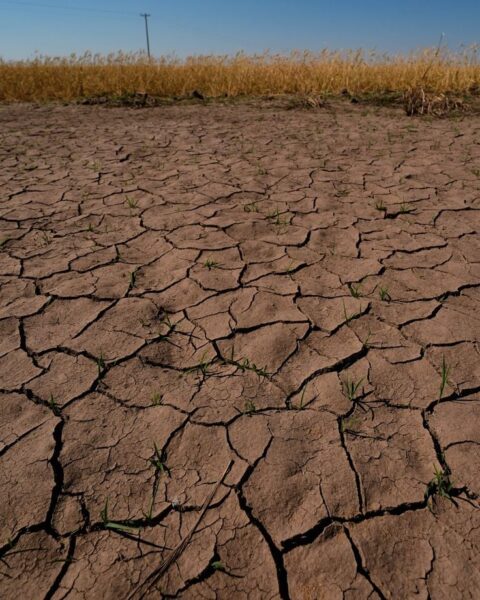 L'OMM prévoit un retour d'El Niño cet été avec une probabilité de 80 %