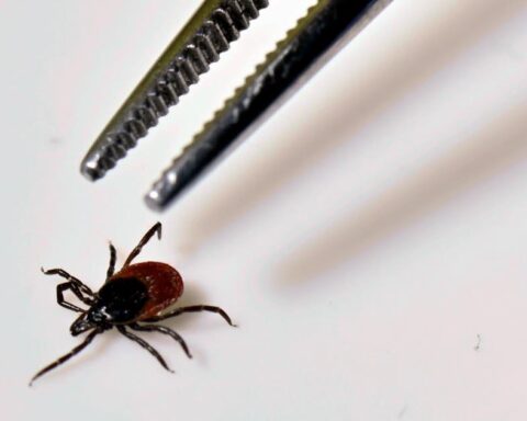 Maladie de Lyme : reconnaître les piqûres de tique et les symptômes associés