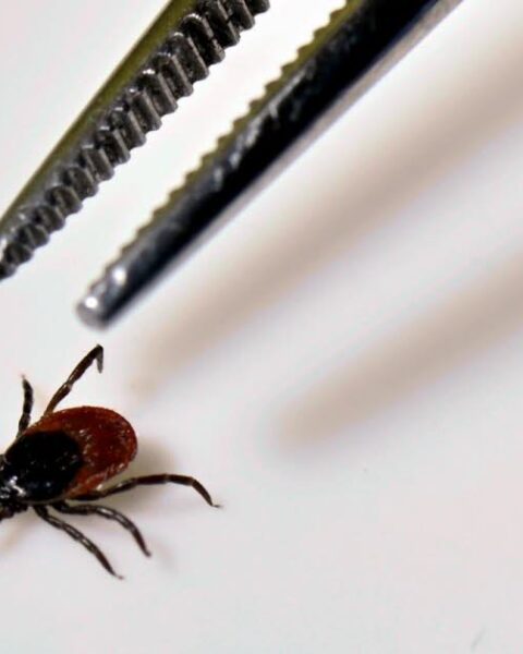 Maladie de Lyme : reconnaître les piqûres de tique et les symptômes associés