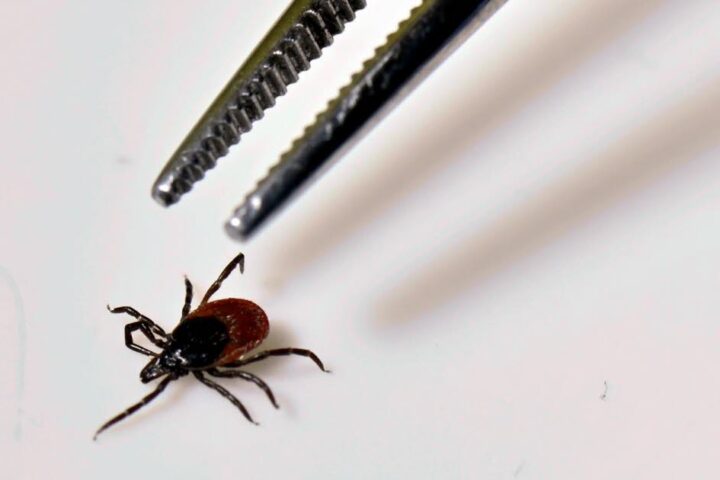 Maladie de Lyme : reconnaître les piqûres de tique et les symptômes associés