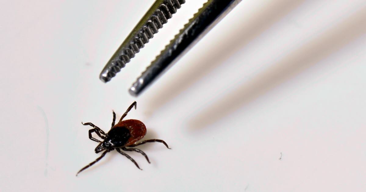 Maladie de Lyme : reconnaître les piqûres de tique et les symptômes associés