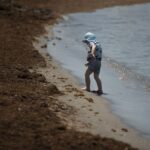 Marseille : la Rugulopteryx okamurae, algue invasive du Japon, perturbe les côtes méditerranéennes