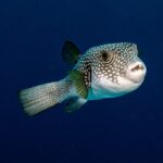 Méditerranée : la Croix-Rouge avertit sur l'agression croissante du poisson-globe en Grèce