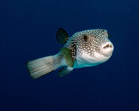 Méditerranée : la Croix-Rouge avertit sur l'agression croissante du poisson-globe en Grèce