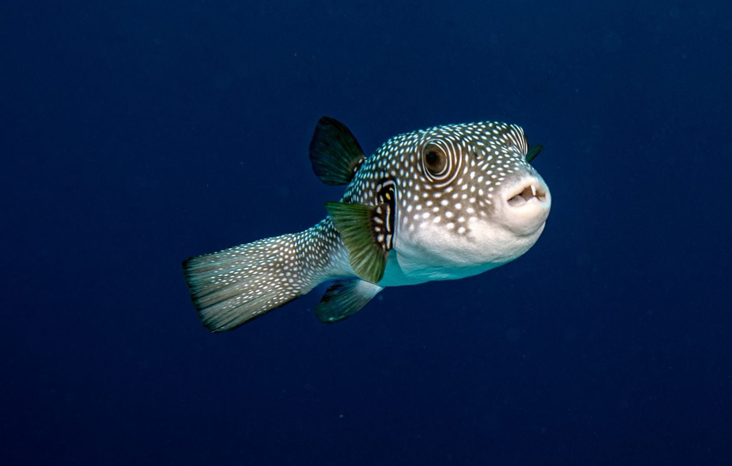 Méditerranée : la Croix-Rouge avertit sur l'agression croissante du poisson-globe en Grèce