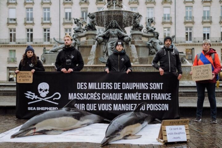 Nouveau mois de fermeture de la pêche en 2027 dans le golfe de Gascogne pour protéger les dauphins