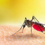 Pourquoi les moustiques préfèrent-ils certaines personnes lors des soirées d'été ?