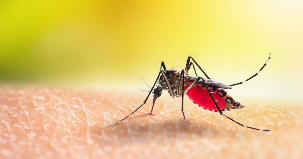 Pourquoi les moustiques préfèrent-ils certaines personnes lors des soirées d'été ?
