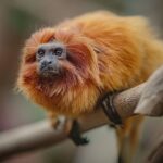 Retour d'une femelle tamarin-lion doré au zoo de Beauval, onze ans après son vol en 2015