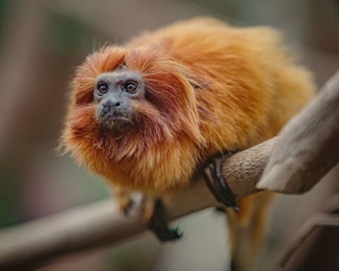 Retour d'une femelle tamarin-lion doré au zoo de Beauval, onze ans après son vol en 2015