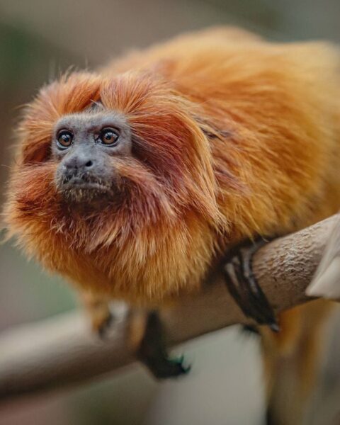 Retour d'une femelle tamarin-lion doré au zoo de Beauval, onze ans après son vol en 2015
