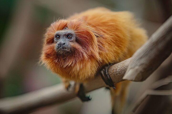 Retour d'une femelle tamarin-lion doré au zoo de Beauval, onze ans après son vol en 2015