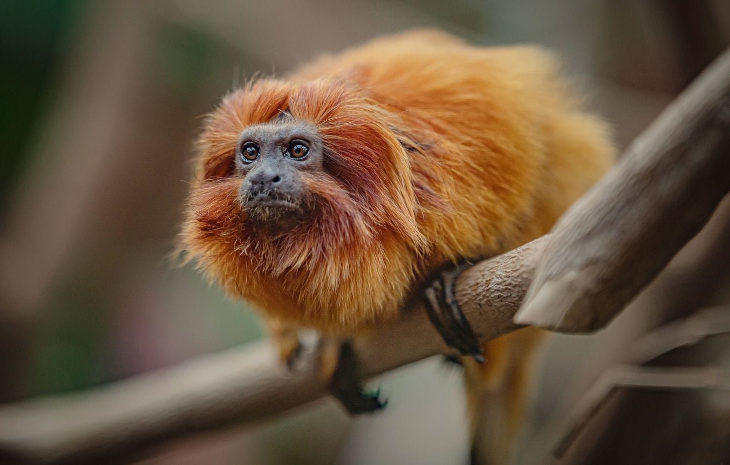 Retour d'une femelle tamarin-lion doré au zoo de Beauval, onze ans après son vol en 2015