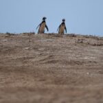 Un épisode d'El Niño modéré à fort attendu cette année, prévient Copernicus