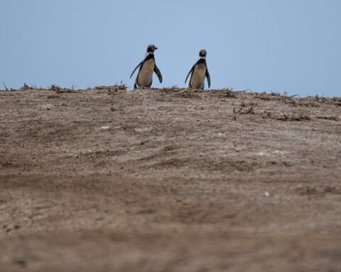 Un épisode d'El Niño modéré à fort attendu cette année, prévient Copernicus