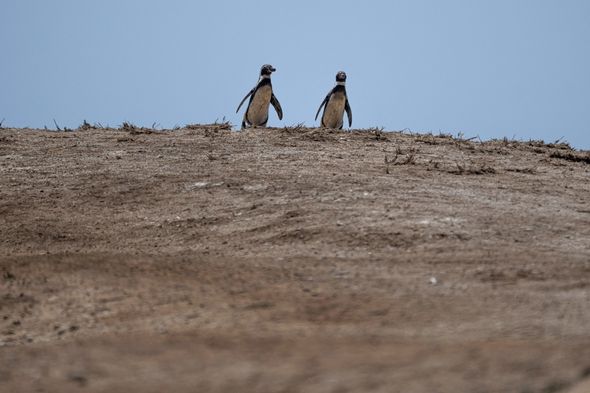 Un épisode d'El Niño modéré à fort attendu cette année, prévient Copernicus