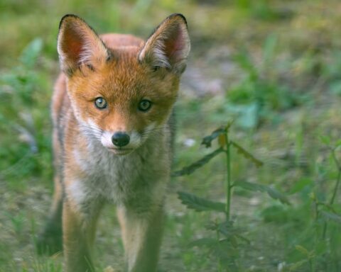 Un habitant du Var filme une rencontre insolite avec un renard sauvage
