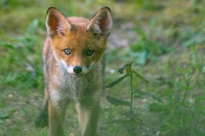 Un habitant du Var filme une rencontre insolite avec un renard sauvage