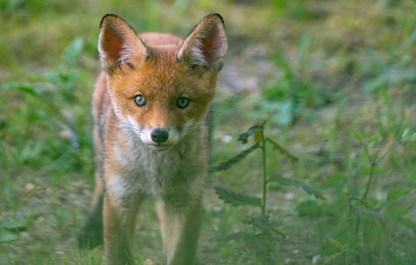 Un habitant du Var filme une rencontre insolite avec un renard sauvage