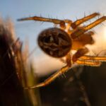 Une nouvelle espèce d'araignée « catapulte » découverte dans les forêts du Queensland