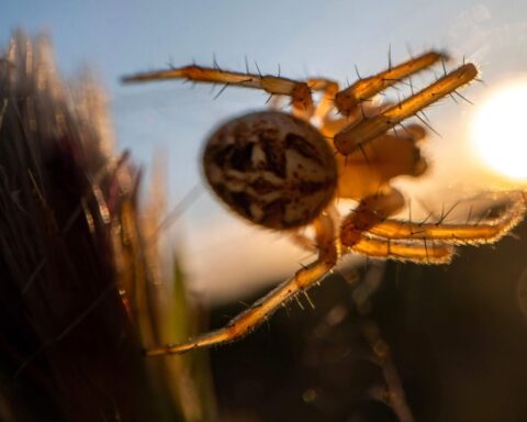 Une nouvelle espèce d'araignée « catapulte » découverte dans les forêts du Queensland