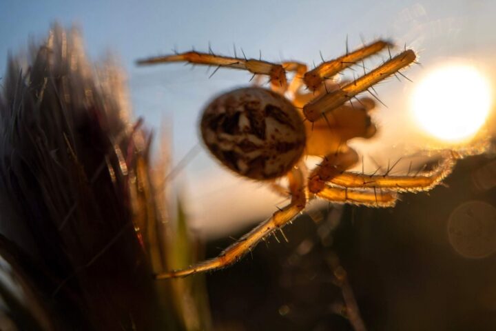 Une nouvelle espèce d'araignée « catapulte » découverte dans les forêts du Queensland