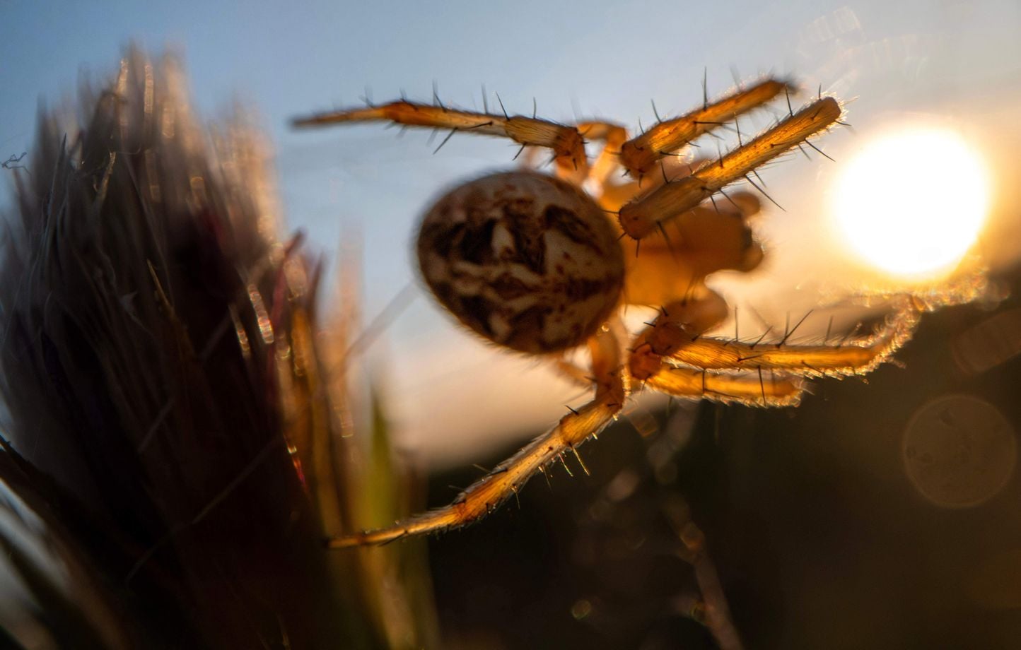 Une nouvelle espèce d'araignée « catapulte » découverte dans les forêts du Queensland