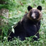 Augmentation des conflits entre humains et ours en Europe et au Japon : enjeux de cohabitation à l'heure de la protection des espèces