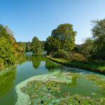 Canicule : les cyanobactéries prolifèrent dans les lacs et rivières françaises, danger pour la santé